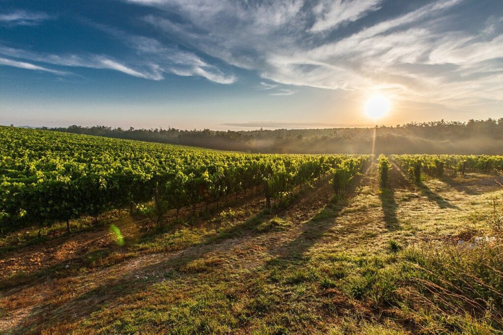 vineyard, farm, sunrise